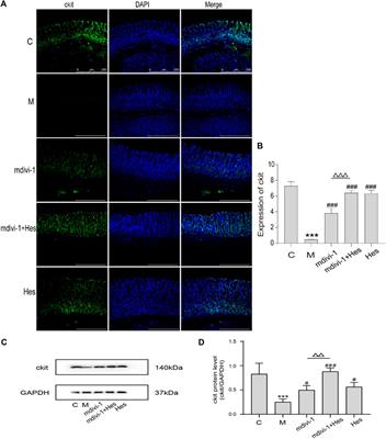 Hesperidin promotes gastric motility in rats with functional dyspepsia by regulating Drp1-mediated ICC mitophagy